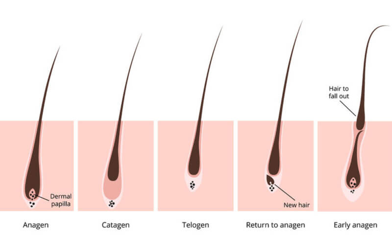 hair growth cycle illustration