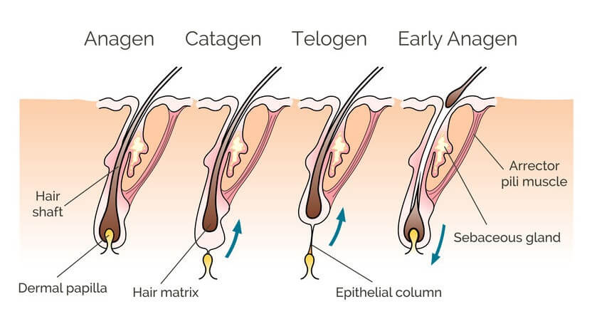 hair growth cycle vector image
